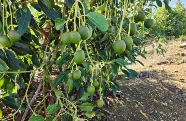 Más de 5,000 productores de aguacate recibieron crédito entre el 2020 y 2025.