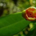 Anís estrella criollo, especie de mucha relevancia