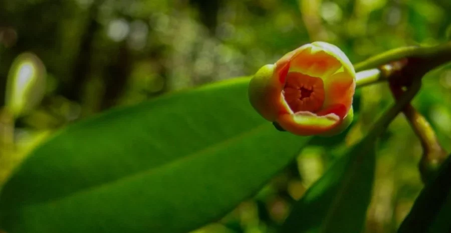 Anís estrella criollo, Anís estrella criollo,