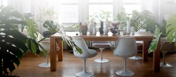 Monstera, una de las más bonitas para embellecer el hogar.