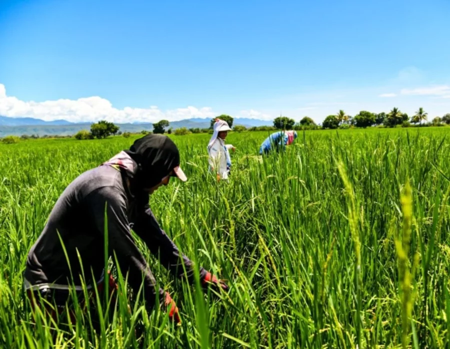 En el país más de 83 mil productores sembraron productos para la comercialización.