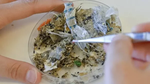 Microplásticos hallados en el Mar Mediterraneo. Los microplásticos son fragmentos de plástico menores de 5mm. Los nanoplásticos son aún menores e invisibles a simple vista.