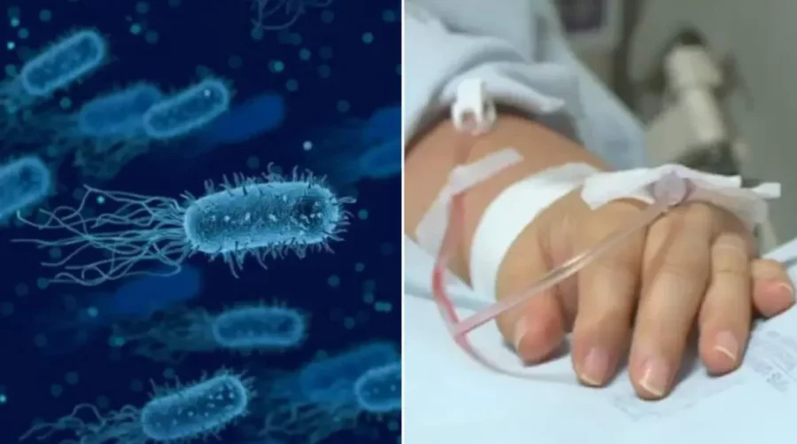 BACTERIA