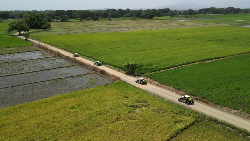 Buggies Arroz 2