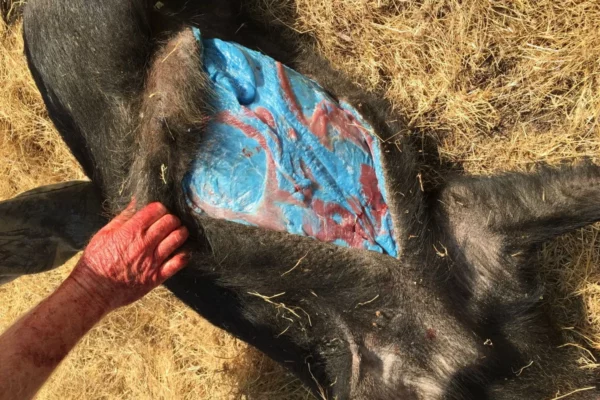 Cerdos salvajes con carne “azul brillante”