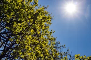 Día soleado