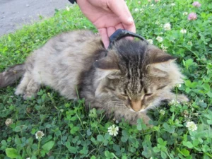 Gato que transportaba droga a cárcel rusa