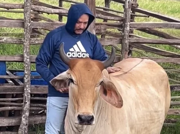 Frank Rayes acariciando una de sus vacas