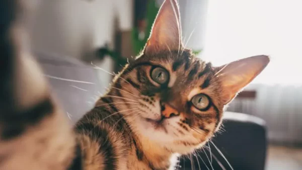 Un gato haciéndose una selfie