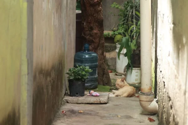 Vista de la parte trasera de la vivienda donde ocurrió la tragedia. jpg