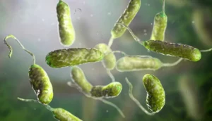 Bacteria carnívora