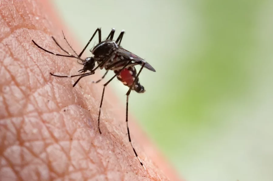 damundialmosquito
