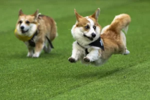 perritos - mascotas