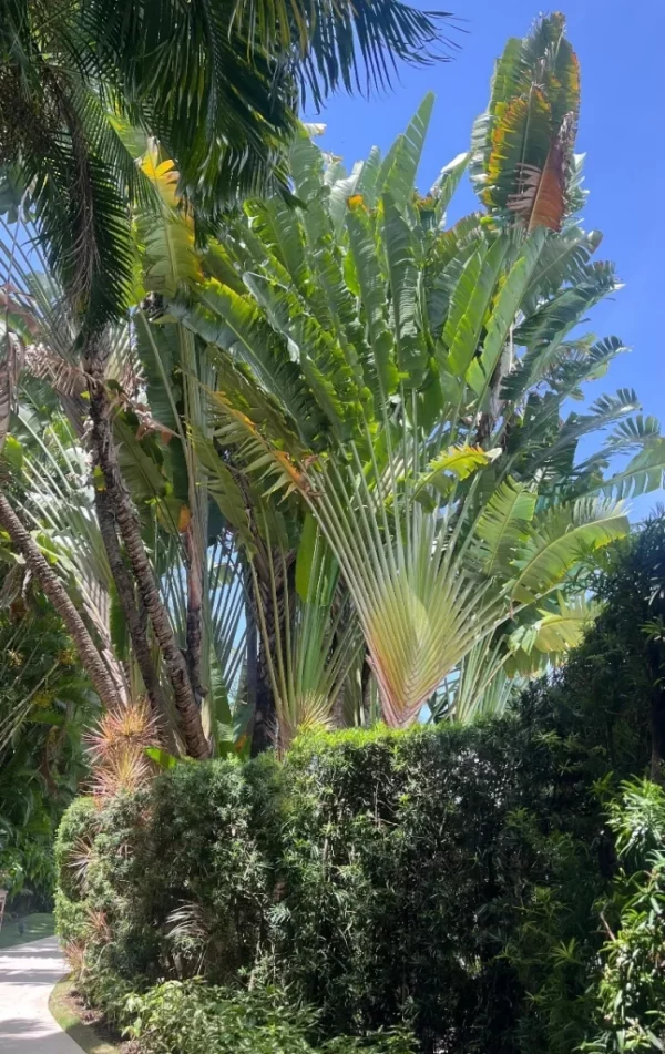 En  reconocidos hoteles de  la Capital son un atractivo.   Chaimi Soriano.