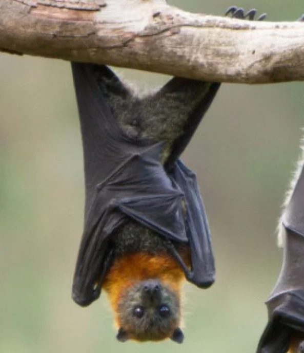 Vuelo   (Chiroptera), exclusivo   murciélagos.