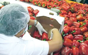 Exportaciones
