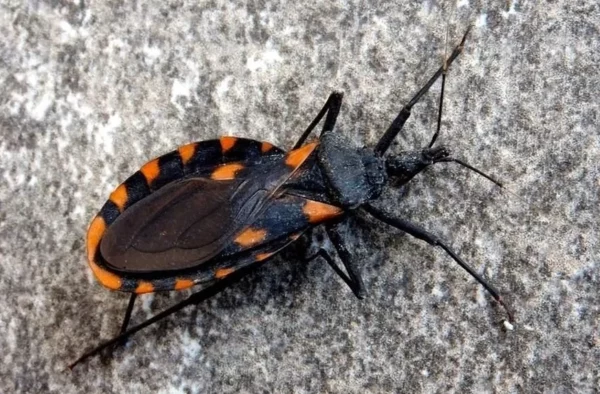 Chinche asesina en NY