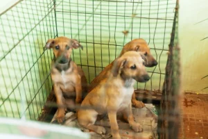 Perros-gatos -mascotas