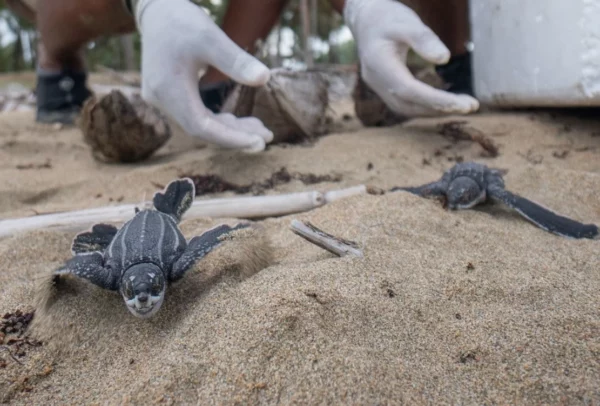 Pequeñas tortugas marinas