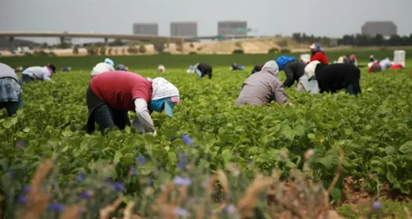 Personas trabajando la tierra.