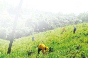 Para el mes de octubre, el  ministerio  se ha propuesto  plantar un millón o más  de  árboles nativos y endémicos  de vocación forestal
