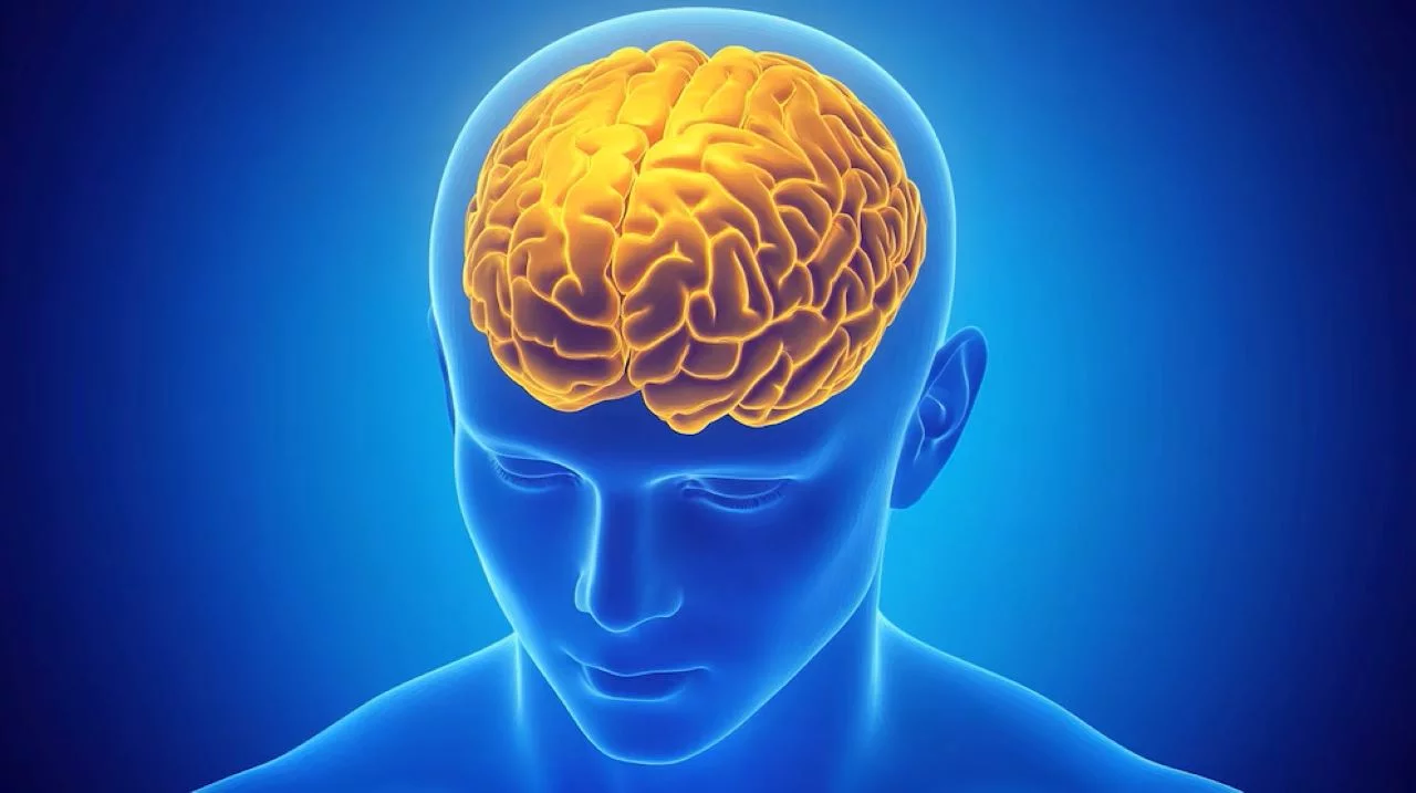 Descubren cómo el cerebro procesa el miedo a la pérdida y su vínculo con la ansiedad