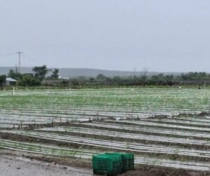 Agricultura