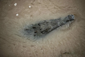 Un cocodrilo en una fotografía de archivo. EFE/Jeffrey Arguedas