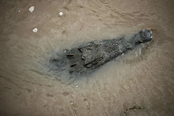 Un cocodrilo en una fotografía de archivo. EFE/Jeffrey Arguedas