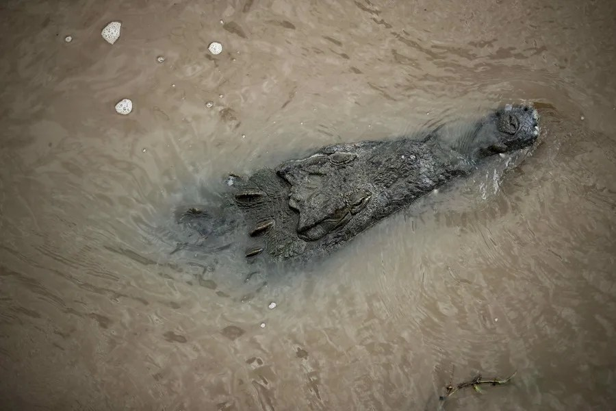 Un cocodrilo en una fotografía de archivo. EFE/Jeffrey Arguedas