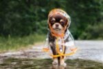 mascota en lluvias