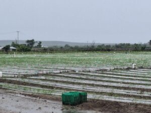 sector agricola