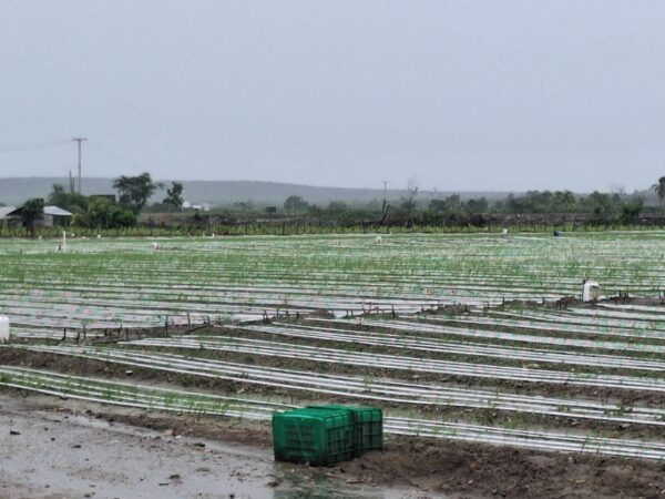 sector agricola