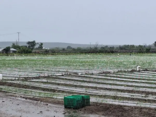 sector agricola