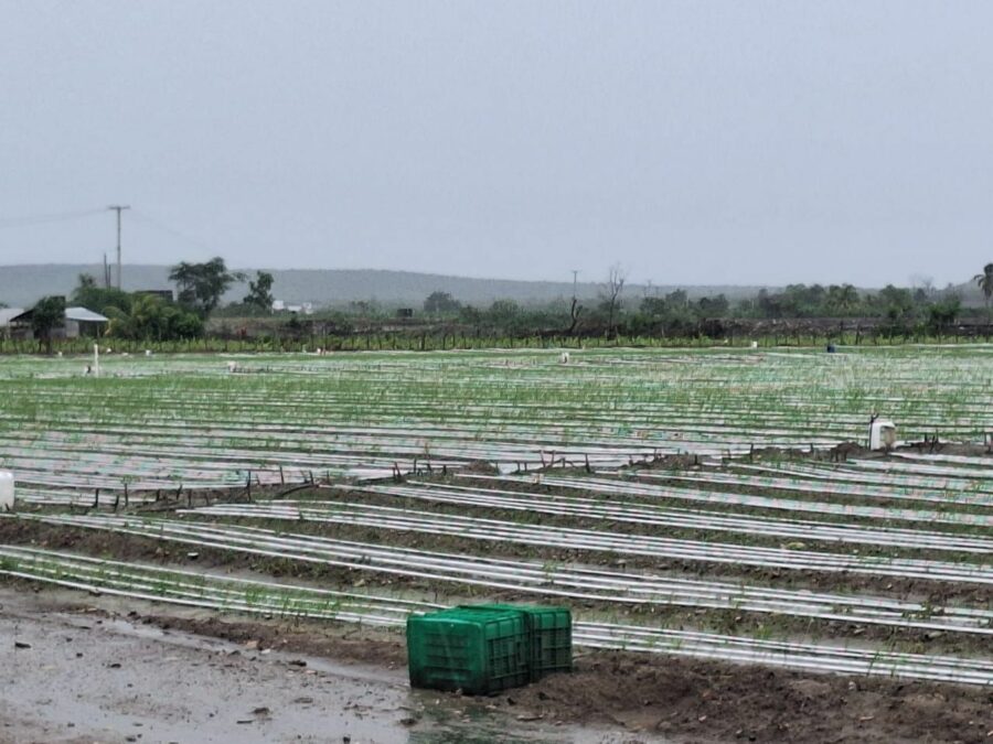 sector agricola