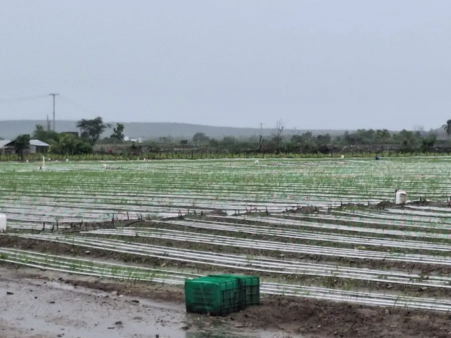 sector agricola