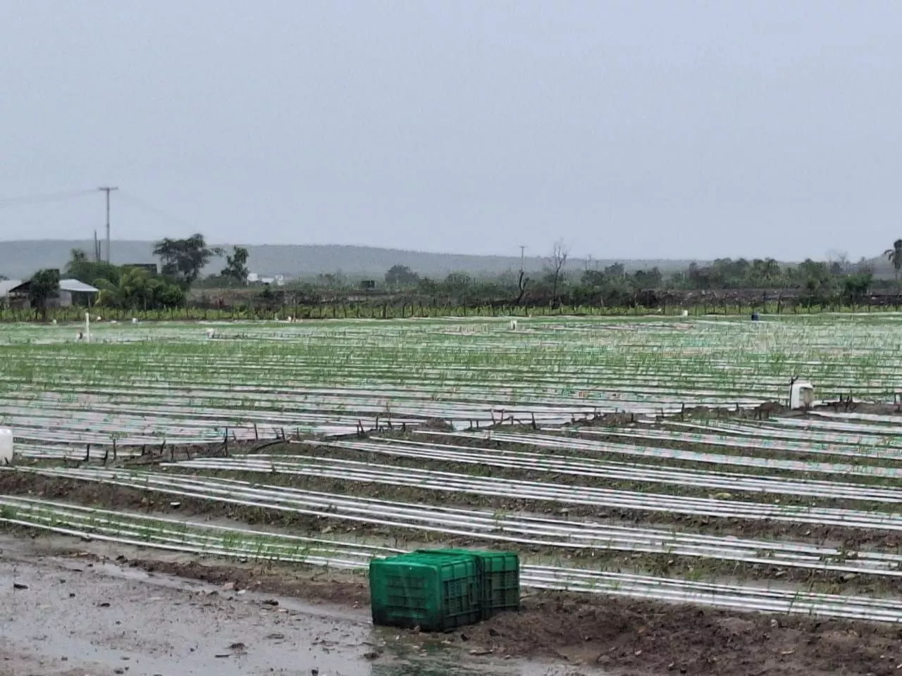 Huracán Melissa: Sector agropecuario evalúa impacto mixto