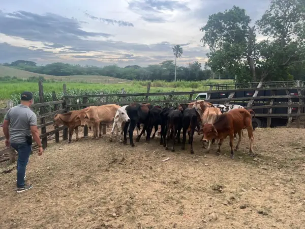 Vacas-Policía
