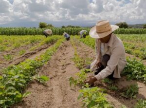 Samaná es la única provincia que registra caída en sus exportaciones.