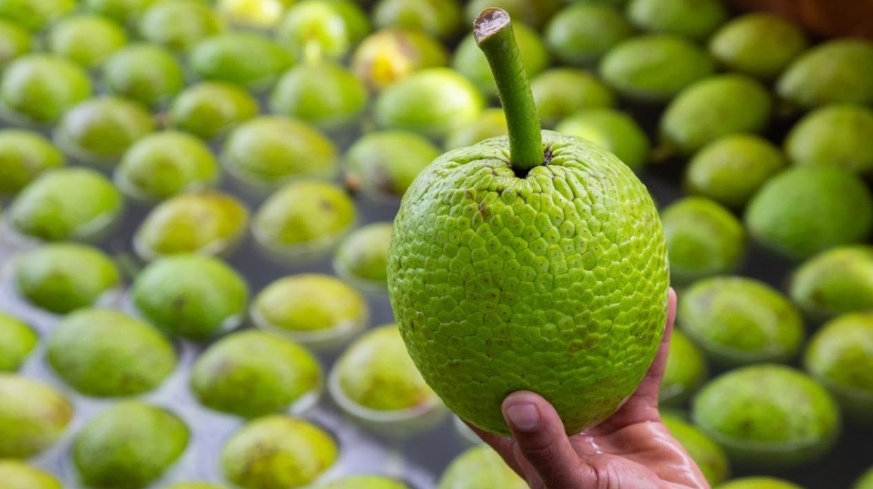 República Dominicana produce 5,000 toneladas anuales de castaña de masa