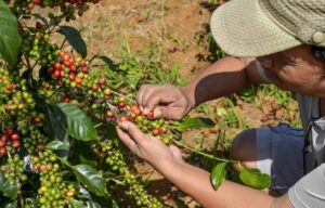 El programa también provee plantas de alta calidad, que permiten obtener cosechas en un período de dos años.
