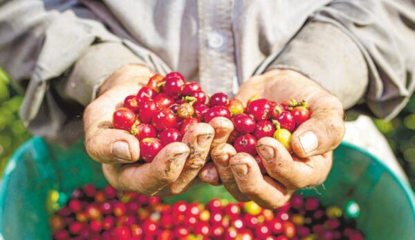 El Ministerio de Agricultura, el Instituto Dominicano del Café y el PNUD iniciaron un programa para certificar fincas.