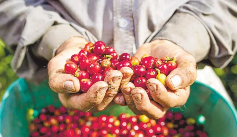El Ministerio de Agricultura, el Instituto Dominicano del Café y el PNUD iniciaron un programa para certificar fincas.