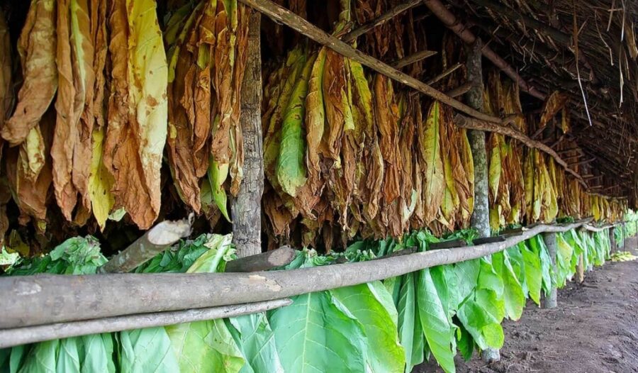 La industria del tabaco genera más de 122,000 empleos directos y miles de empleos indirectos.