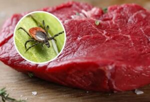 Hombre en NJ muere por picadura de garrapata; dominicanos se ponen «chivos»