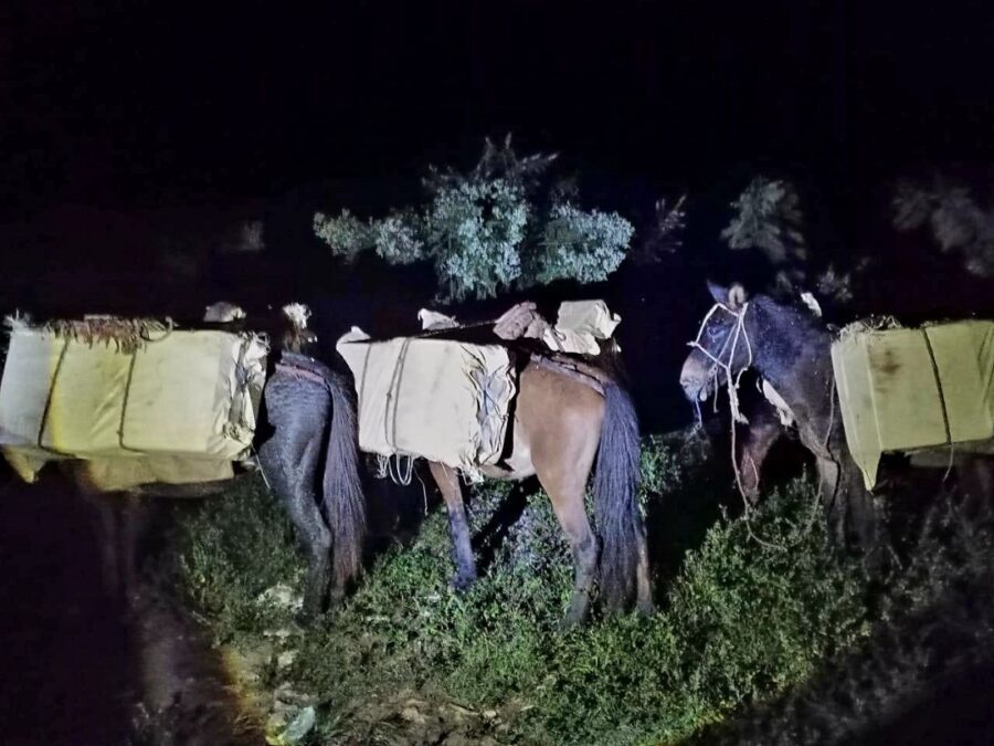 Contrabando transportado en burros