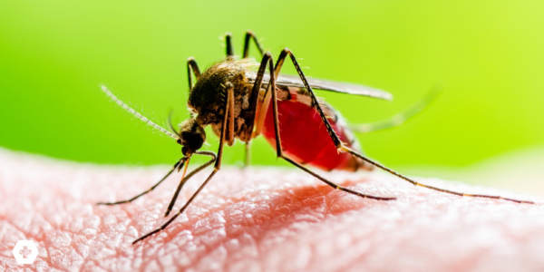 Mosquito transmisor del virus del chikungunya.