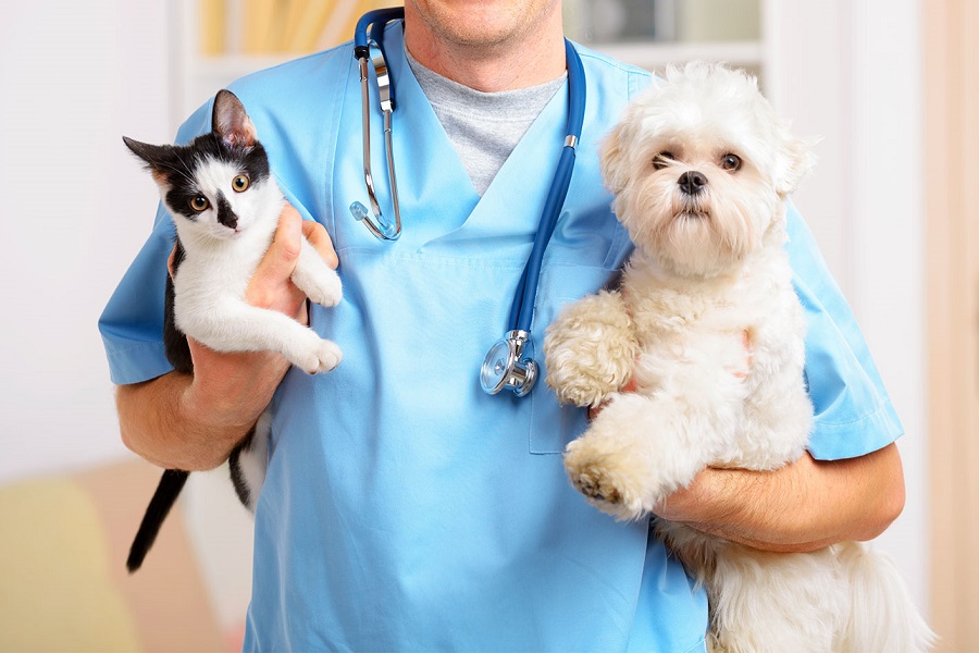 Vacunas para perros y gatos.