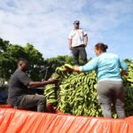 Precio del plátano podría llegar a RD$50 desde la próxima semana