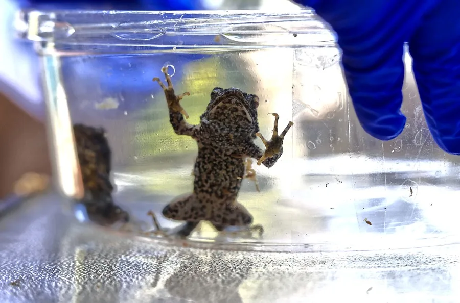 sapo-cocho-puerto rico